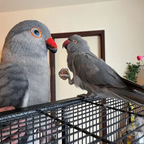Pelúcia Eterna | Seu pet eternizado em pelúcia